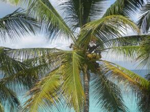 Langi Langi Beach Bungalows, фото 35 Langi Langi Beach Bungalows, фото 35