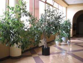 Diplomat Aparthotel, фото 8