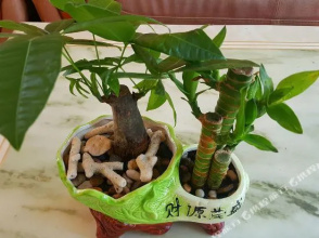 Wanqing Hotel, фото 28