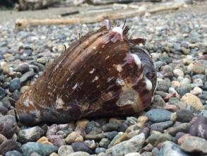 Cabañas Valeska, фото 21