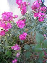 Apartment Rojnic - 3 Bedrooms Apartment, фото 12 Apartment Rojnic - 3 Bedrooms Apartment, фото 12