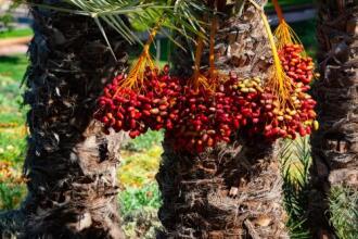 Palais Ronsard, фото 36 Palais Ronsard, фото 36