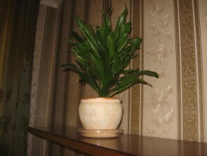 Diplomat Aparthotel, фото 24