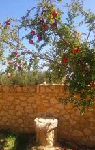 Onirozo Villa, фото 8 Onirozo Villa, фото 8