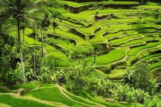 Ubud Green View Villas, фото 28