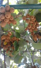 Apartments Jovana, фото 26