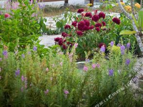 Dream Garden Resort Langkawi, фото 43