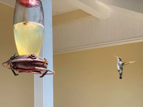 Green Castle Estate, фото 9