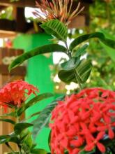 Pousada 100 Passos, фото 29