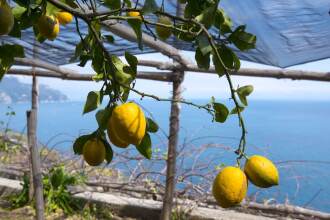 Villa Orleans, фото 2