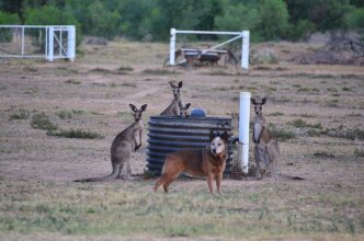 Pelican Rest Tourist Park, фото 14 Pelican Rest Tourist Park, фото 14