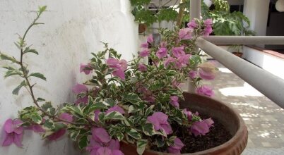 Hotel Puerto Vigia, фото 47 Hotel Puerto Vigia, фото 47