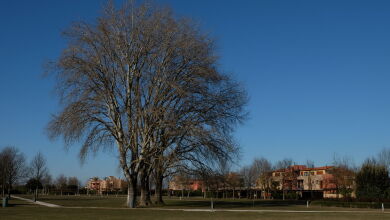 HomeToBe Golf and Venice Apartment