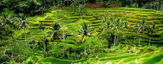 Legong Dormitory Backpacker Ubud, фото 33