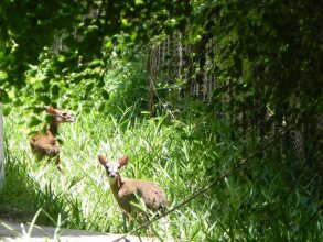 Langi Langi Beach Bungalows, фото 36 Langi Langi Beach Bungalows, фото 36