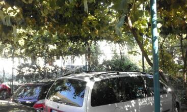 Apartments Jovana, фото 7