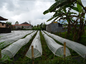 Dajan Buyan Homestay, фото 28