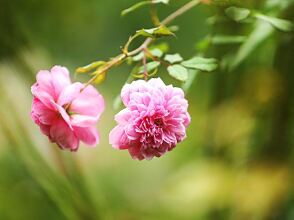 Gelinyue Aparthotel Yunxi Rose Garden, фото 28 Gelinyue Aparthotel Yunxi Rose Garden, фото 28