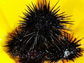 Weidu Inn Weizhou Island, фото 2