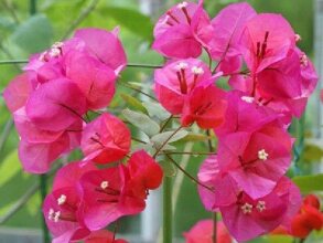 Bougainvillea Itabashi, фото 16