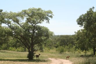 Distinctly Africa - Manyeleti