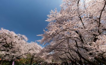 Kudan Kaikan, фото 4