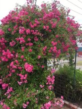 Eastcliff Cottage Sorrento, фото 47