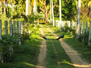 Pearl Oceanic Resort Trincomalee, фото 33 Pearl Oceanic Resort Trincomalee, фото 33