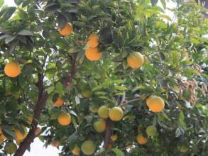 Riad Le Rihani, фото 11 Riad Le Rihani, фото 11