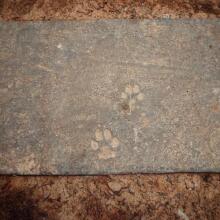 Wastone, фото 32 Wastone, фото 32