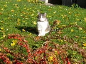 Family Pension, фото 2 Family Pension, фото 2