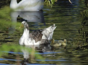 Bellbrae Harvest, фото 14