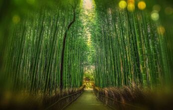 Kiyomizu Bettei, фото 16