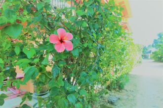 Hibiscus Samui, фото 19