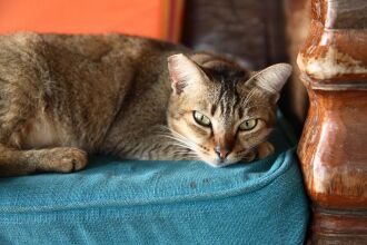 Bon Ton Resort, фото 18