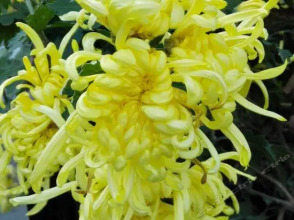 Gold Kangba Hotel, фото 6 Gold Kangba Hotel, фото 6