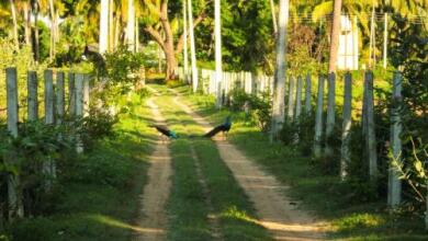 Pearl Oceanic Resort Trincomalee, фото 18 Pearl Oceanic Resort Trincomalee, фото 18