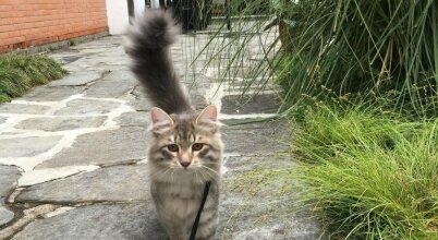 Hotel Raffaelli Villa Angela, фото 31