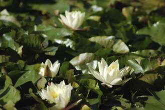 Bellbrae Harvest, фото 4