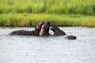 Nkasa Lupala Tented Lodge, фото 16
