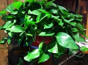 Huaqile Hostel, фото 5 Huaqile Hostel, фото 5