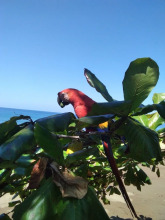 Cabinasyafethosa caletas, фото 18