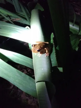 Cabinasyafethosa caletas, фото 17