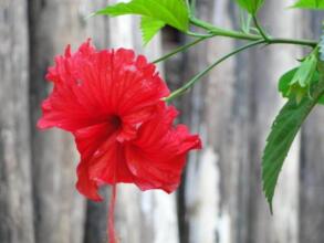 Pousada 100 Passos, фото 20