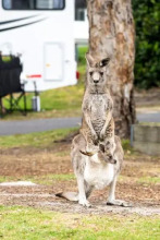 Big4 Anglesea Holiday Park, фото 15