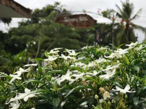 Sylvester Villa Hostel Negombo, фото 7 Sylvester Villa Hostel Negombo, фото 7