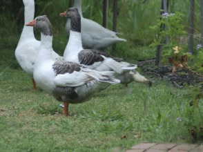 Bellbrae Harvest, фото 13