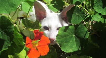 Lakes Waterfront Motel And Cottages, фото 27