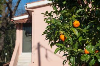 Wildrose Corfu Apartments, фото 15