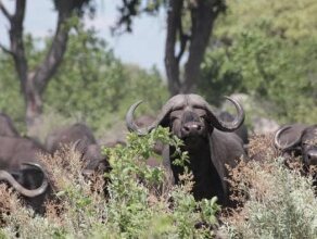 Nkasa Lupala Tented Lodge, фото 23